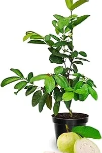 White Guava Live Plant – Sweet Guava Tree for Edible Fruits – 10 Inch Tall – Outdoor - Image 2