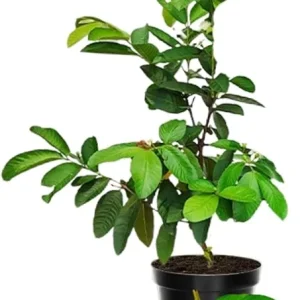 White Guava Live Plant – Sweet Guava Tree for Edible Fruits – 10 Inch Tall – Outdoor - Image 5