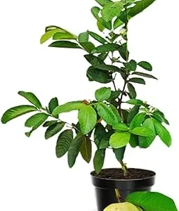 White Guava Live Plant – Sweet Guava Tree for Edible Fruits – 10 Inch Tall – Outdoor - Image 6