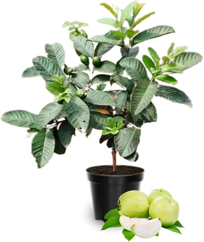 White Guava Tree Live Plant, 10 Inch Sweet Tropical Fruit Plant, Outdoor - Image 4