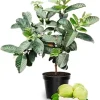 White Guava Tree Live Plant, 10 Inch Sweet Tropical Fruit Plant, Outdoor - Image 1