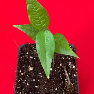 White Jaboticaba Plinia Aureana Brazilian Grape Live Plant - 5-8 Inch Starter Tree in 2.5 Inch Pot - Image 2