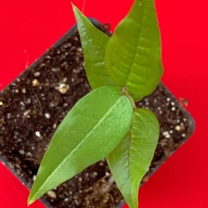 White Jaboticaba Plinia Aureana Brazilian Grape Live Plant - 5-8 Inch Starter Tree in 2.5 Inch Pot - Image 4