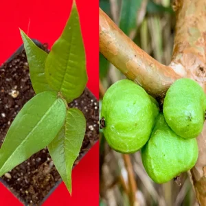 White Jaboticaba Plinia Aureana Brazilian Grape Live Plant - 5-8 Inch Starter Tree in 2.5 Inch Pot - Image 1