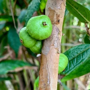 White Jaboticaba Plinia Aureana Brazilian Grape Live Plant - 5-8 Inch Starter Tree in 2.5 Inch Pot - Image 5