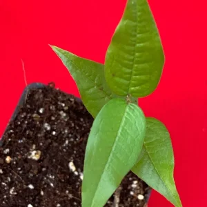 White Jaboticaba Plinia Aureana Brazilian Grape Live Plant - 5-8 Inch Starter Tree in 2.5 Inch Pot - Image 6