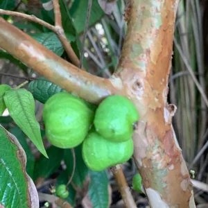 White Jaboticaba Plinia Aureana Brazilian Grape Live Plant - 5-8 Inch Starter Tree in 2.5 Inch Pot - Image 7