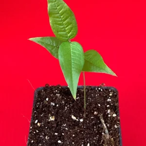 White Jaboticaba Plinia Aureana Brazilian Grape Live Plant - 5-8 Inch Starter Tree in 2.5 Inch Pot - Image 8