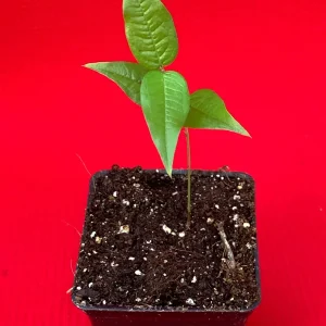 White Jaboticaba Plinia Aureana Brazilian Grape Live Plant - 5-8 Inch Starter Tree in 2.5 Inch Pot - Image 9