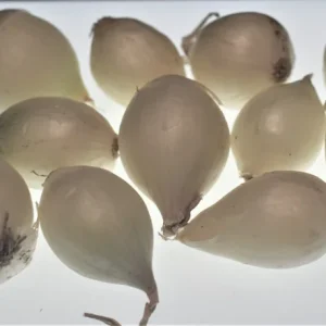 White King Onion Sets - Non-GMO White Bulbs for Planting - 50, 100, 250, 400 Count - Image 2