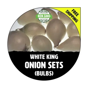 White King Onion Sets - Non-GMO White Bulbs for Planting - 50, 100, 250, 400 Count - Image 1