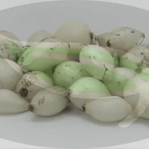 White King Onion Sets - Non-GMO White Bulbs for Planting - 50, 100, 250, 400 Count - Image 3