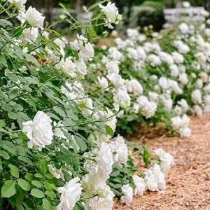 White Landscape Rose Bush Live Plant – 2.5