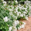 White Landscape Rose Bush Live Plant – 2.5" Pot Starter – Summer Bloom – Outdoor - Image 1