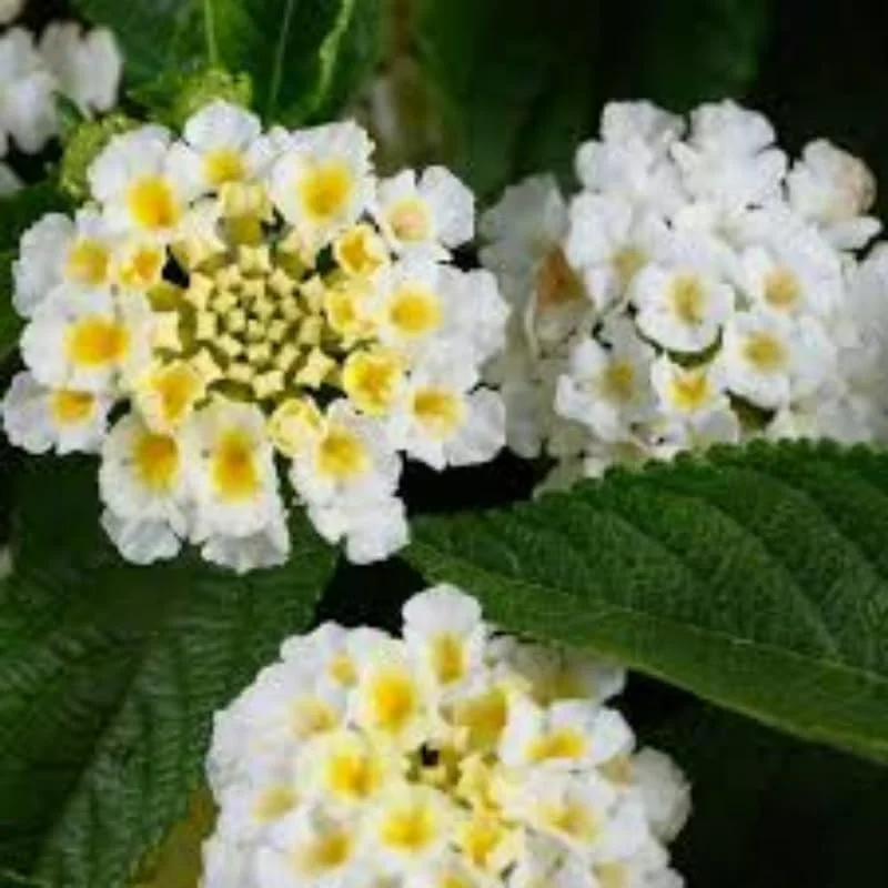 White Lantana Live Plants – 4 Pack, 4-7 Inches Tall, Hardy Annual/Perennial - Image 2