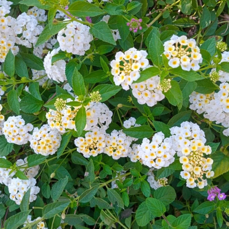 White Lantana Live Plants – 4 Pack, 4-7 Inches Tall, Hardy Annual/Perennial - Image 3