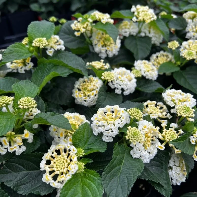 White Lantana Live Plants – 4 Pack, 4-7 Inches Tall, Hardy Annual/Perennial - Image 4