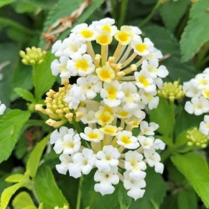 White Lantana Live Plants – 4 Pack, 4-7 Inches Tall, Hardy Annual/Perennial - Image 5