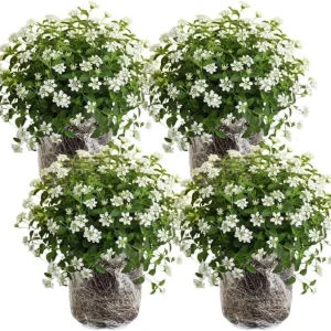 White Lantana Live Plants – 4 Pack, 4-7 Inches Tall, Hardy Annual/Perennial - Image 1