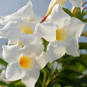 White Mandevilla Live Plant - Tropical Flowering Vine, 5-9 Inch Tall - Image 1