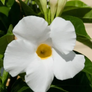 White Mandevilla Live Plant - Tropical Flowering Vine, 5-9 Inch Tall - Image 2