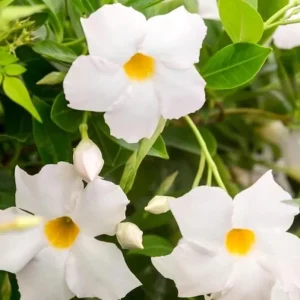 White Mandevilla Live Plant - Tropical Flowering Vine, 5-9 Inch Tall - Image 3