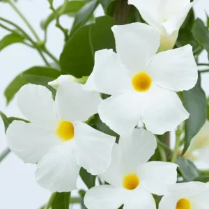White Mandevilla Live Plant - Tropical Flowering Vine, 5-9 Inch Tall - Image 4