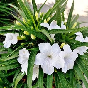 White Mexican Petunia Live Plants - 2 Pack, 4-7 Inch Tall, Outdoor, Zones 8-11 - Image 2