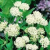 White Milkweed Live Plants - 2 Pack, 5-9" Tall, Cold Hardy Perennial - Image 1