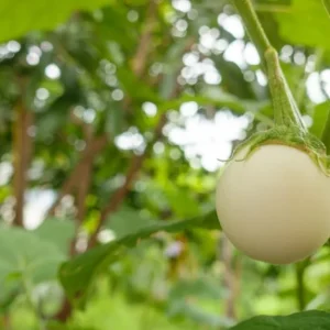 White Mini Round Eggplant Seeds - 100 Seeds for Planting | Thai Variety - Image 4