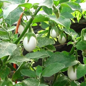 White Mini Round Eggplant Seeds - 100 Seeds for Planting | Thai Variety - Image 5