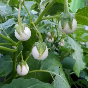 White Mini Round Eggplant Seeds - 100 Seeds for Planting | Thai Variety - Image 6