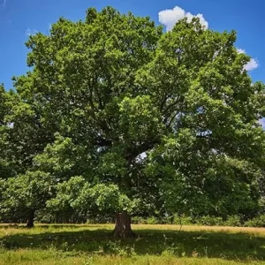 White Oak Tree Live Plant – 6 to 12 Inches Tall – Outdoor Shade Tree - Image 2