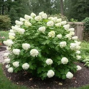 White Oakleaf Hydrangea Live Plant – Dwarf Bush – 4 Inch Pot – Outdoor - Image 2