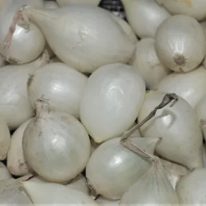 White Onion Sets - Non-GMO Heirloom Bulbs for Planting - Fresh - Image 3