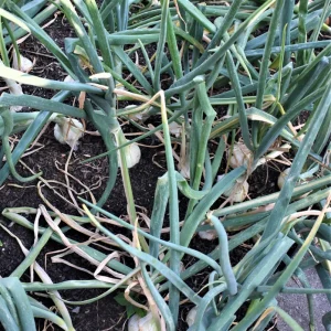 White Onion Sets - Non-GMO Heirloom Bulbs for Planting - Fresh - Image 4