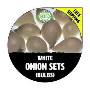 White Onion Sets - Non-GMO Heirloom Bulbs for Planting - Fresh - Image 1