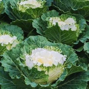 White Ornamental Cabbage Live Plant, 4 Inch Pot, Outdoor Vegetable Garden - Image 5