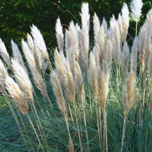 White Pampas Grass Live Plants – 2 Pack – 3-6 Inches Tall – Outdoor Ornamental Grass - Image 7