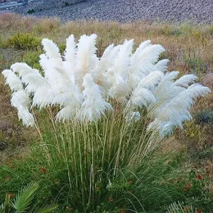 White Pampas Grass Live Plants - 2 Pack, 4+ Inches Tall, Outdoor Ornamental Grass - Image 4