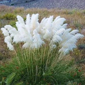 White Pampas Grass Live Plants - 2 Pack, 4+ Inches Tall, Outdoor Ornamental Grass - Image 6