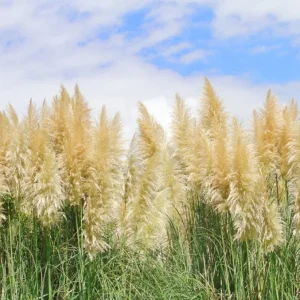 White Pampas Grass Plant - Cortaderia Selloana Starter, 5-9 Inch Tall Perennial Ornamental Grass for Outdoor Landscaping - Image 3