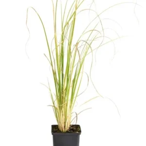 White Pampas Grass Plant - Cortaderia Selloana Starter, 5-9 Inch Tall Perennial Ornamental Grass for Outdoor Landscaping - Image 5