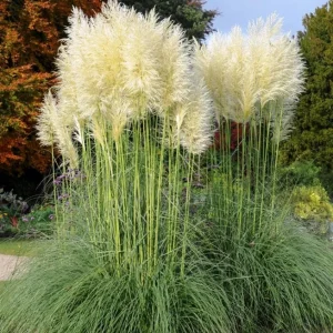 White Pampas Grass Plant - Cortaderia Selloana Starter, 5-9 Inch Tall Perennial Ornamental Grass for Outdoor Landscaping - Image 6