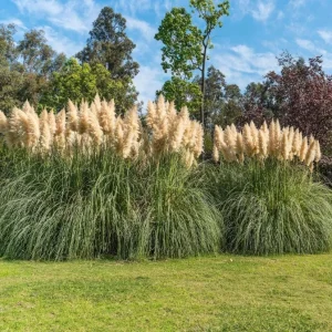 White Pampas Grass Plant - Cortaderia Selloana Starter, 5-9 Inch Tall Perennial Ornamental Grass for Outdoor Landscaping - Image 7