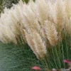 White Pampas Grass Plants (Cortaderia Selloana) - Set of 2 Live Ornamental Grasses, 5-9 Inch Tall Seedlings, Hardy Perennial for Outdoor Landscape - Image 1