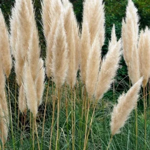 White Pampas Grass Plants (Cortaderia Selloana) - Set of 2 Live Ornamental Grasses, 5-9 Inch Tall Seedlings, Hardy Perennial for Outdoor Landscape - Image 8