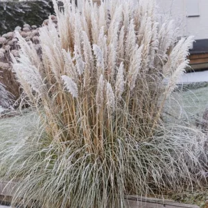 White Pampas Grass Plants (Cortaderia Selloana) - Set of 2 Live Ornamental Grasses, 5-9 Inch Tall Seedlings, Hardy Perennial for Outdoor Landscape - Image 9