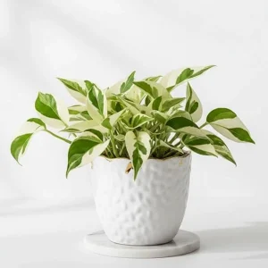 White Pattern Pothos Live Plant – Variegated Indoor Pothos – 3 Inch Pot – 2 Pack - Image 4