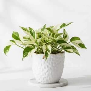 White Pattern Pothos Live Plant – Variegated Indoor Pothos – 3 Inch Pot – 2 Pack - Image 1